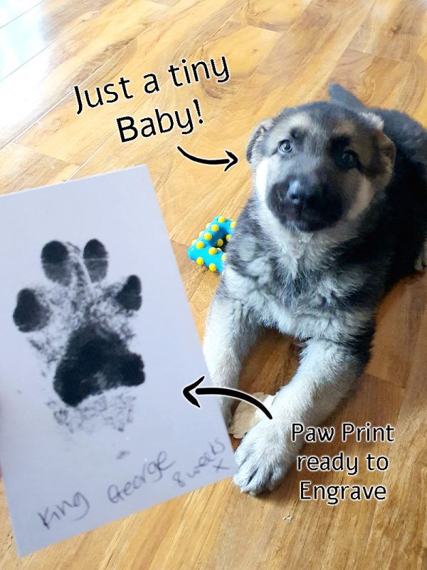 pawtograph necklace mooki pet dog cat paw print engraved necklace